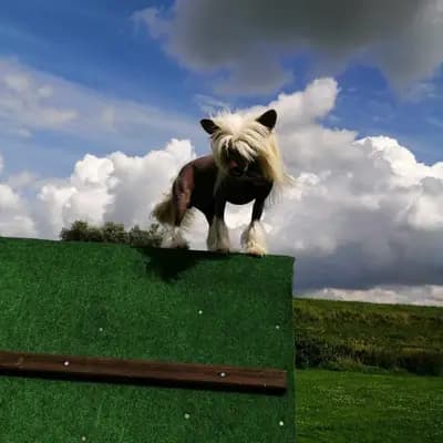 Bild aus The Bushwalker  in Niedersachsen, wo unsere Chinese Crested Dog-Hunde in einer liebevollen Umgebung aufwachsen.