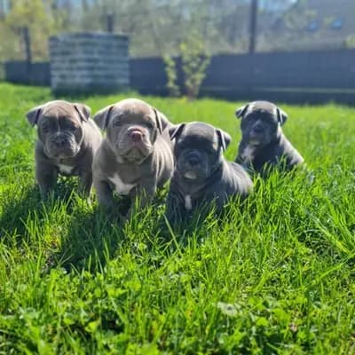 Bild aus Bulldoggen von der Rudolfshöhe  in Brandenburg, wo unsere Old English Bulldog-Hunde in einer liebevollen Umgebung aufwachsen.