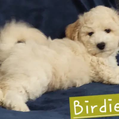 Birdie – Bichon Frisé Welpe, Brandenburg, 由...饲养 Bichon Frise Zucht  "Dream Teddy's"