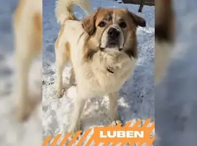 Luben