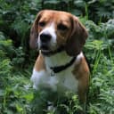 Foto der Rasse American Foxhound