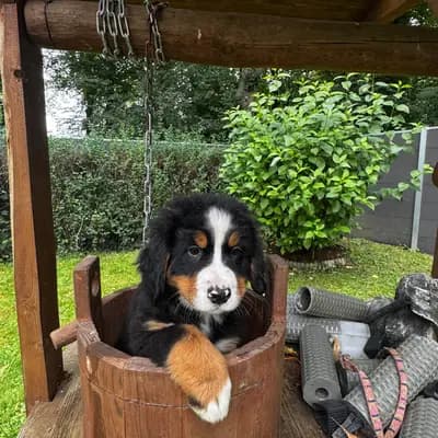Klara – Berner Sennenhund Welpe, Mecklenburg-Vorpommern, 由...饲养 Bernersennenhunde vom Schimmerhof 