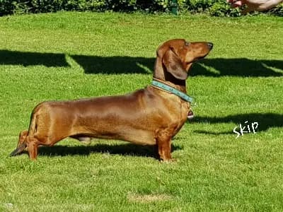 Foto von Skip, einem Dackel (kurzhaar)-Elternhund in Schleswig-Holstein.