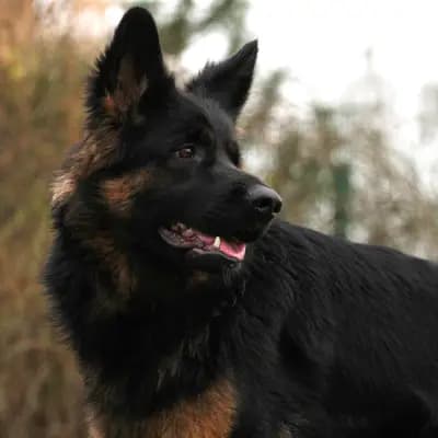 X-Wurf – 老德国牧羊犬 Wurf, Schleswig-Holstein, 由...饲养 Altdeutsche Schäferhunde vom Kreuzkamp 