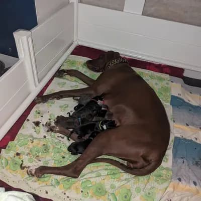 Bild aus Deutsche Doggen von AmasuDiamonds  in Thüringen, wo unsere Deutsche Dogge-Hunde in einer liebevollen Umgebung aufwachsen.