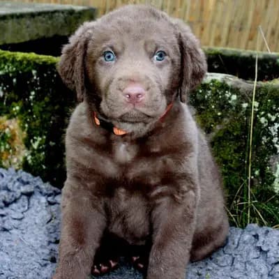 Galerie-Bild von Witchess - Chesapeake Bay Retriever Zucht in Hessen, mit Eindrücken unserer Chesapeake Bay Retriever-Zucht.