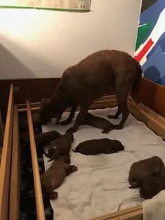 Galerie-Bild von Witchess - Chesapeake Bay Retriever Zucht in Hessen, mit Eindrücken unserer Chesapeake Bay Retriever-Zucht.