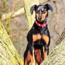 Foto der Rasse Deutscher Pinscher