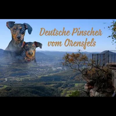 Titelbild von Deutsche Pinscher vom Orensfels  in Rheinland-Pfalz, Heimat unserer Deutscher Pinscher-Zucht.