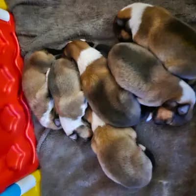Bild aus Vom Sonnenhof  in Rheinland-Pfalz, wo unsere Collie (Langhaar)-Hunde in einer liebevollen Umgebung aufwachsen.
