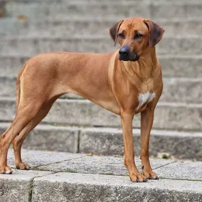 Rula