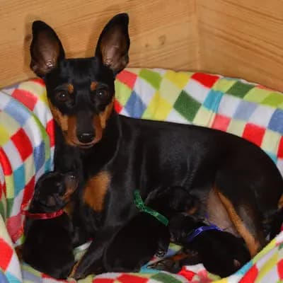 Foto ehemaliger Zwergpinscher-Welpen aus Zwergpinscher vom Zwergbach in Bayern, die bereits ein Zuhause gefunden haben.