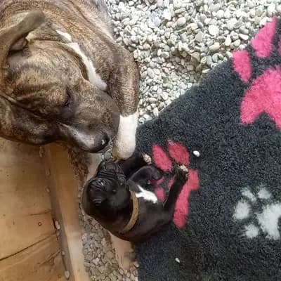 Galerie-Bild von Burnhardt's American XXl Bully in Saarland, mit Eindrücken unserer American Bully-Zucht.