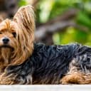 Foto der Rasse Yorkshire Terrier