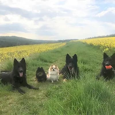 Galerie-Bild von Kleinspitze v. d  Schüpfer Zwergen und Langhaar Schäferhunde von den Schüpfer Hexen in Baden-Württemberg, mit Eindrücken unserer Kleinspitz-Zucht.