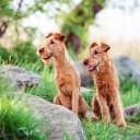 Foto der Rasse Irish Terrier