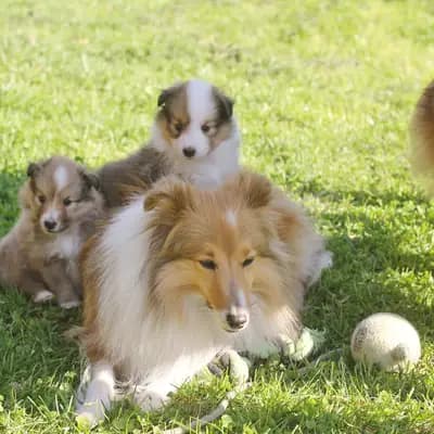 Bild aus Sarah's Dream Shelties & Collies in Bayern, wo unsere Shetland Sheepdog-Hunde in einer liebevollen Umgebung aufwachsen.