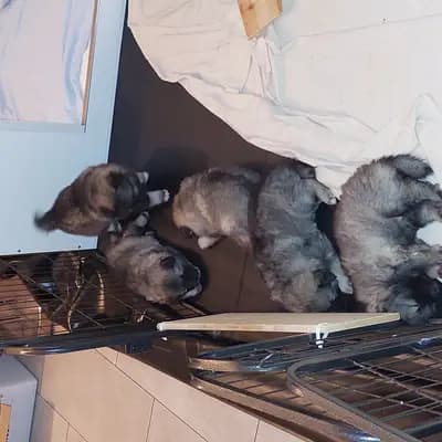 Bild aus Wolfsspitze vom Wattenlöper  in Niedersachsen, wo unsere Wolfsspitz-Hunde in einer liebevollen Umgebung aufwachsen.