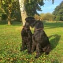 Foto der Rasse Riesenschnauzer