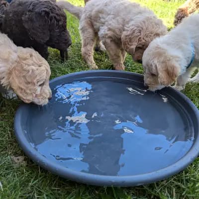 Bild aus ChocoDoodle in Niedersachsen, wo unsere Labradoodle (Labrador x Pudel)-Hunde in einer liebevollen Umgebung aufwachsen.