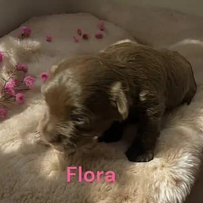 Flora – Zwergschnauzer Welpe, Bayern, 由...饲养 Ehrenbürg-Zwerge (American Schnauzer)