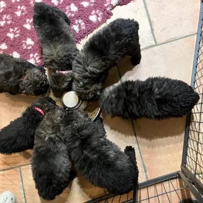 Bild aus Bouviers des Flandres vom Spicher Wäldchen in Nordrhein-Westfalen, wo unsere Bouvier des Flandres-Hunde in einer liebevollen Umgebung aufwachsen.