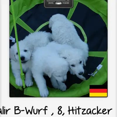 Galerie-Bild von Wigdalir Kuvasz Zucht nur mit Ungarischen Linien in Niedersachsen, mit Eindrücken unserer Kuvasz-Zucht.