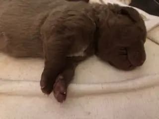 Galerie-Bild von Witchess - Chesapeake Bay Retriever Zucht in Hessen, mit Eindrücken unserer Chesapeake Bay Retriever-Zucht.