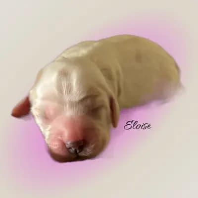 >Eloise – English Cocker Spaniel Welpe, Brandenburg, 由...饲养 Hundezucht vd Schönefelder Höhe