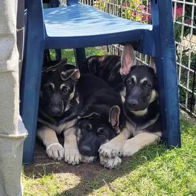 Galerie-Bild von Private  in Nordrhein-Westfalen, mit Eindrücken unserer Osteuropäischer Schäferhund-Zucht.