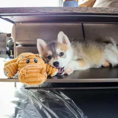 Galerie-Bild von F3 Pomsky Welpen aus privater Hundezucht in München in Bayern, mit Eindrücken unserer Pomsky-Zucht.