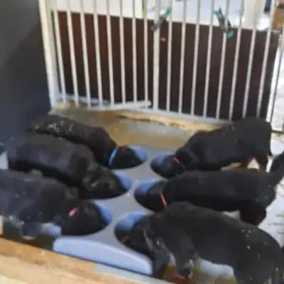 Bild aus Rottweiler vom Alten Zollhaus  in Nordrhein-Westfalen, wo unsere Rottweiler-Hunde in einer liebevollen Umgebung aufwachsen.