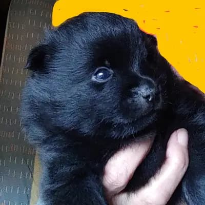 Foto von Kylo, einem Schipperke-Welpe in Schleswig-Holstein.