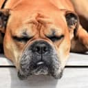 Foto der Rasse Continental Bulldog (Nationale Rasse)