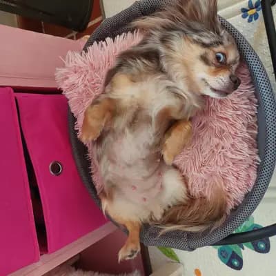 Bild aus Chihuahua vom Glückstal  in Bayern, wo unsere Chihuahua-Hunde in einer liebevollen Umgebung aufwachsen.