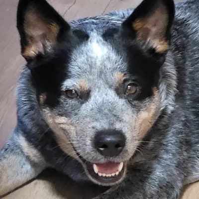 Foto von Onka, einem Australian Cattle Dog-Elternhund in Nordrhein-Westfalen.