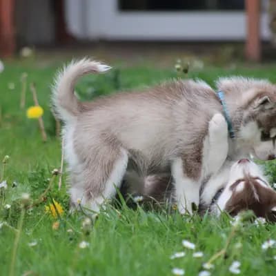 Galerie-Bild von Bright Little Bear  in Niedersachsen, mit Eindrücken unserer Siberian Husky-Zucht.