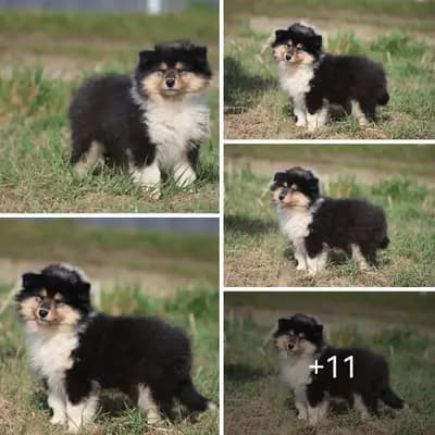 SÜSSES TRICO Girl VDH/TOP Colliewelpen sind ab sofort auszugsbereit – Collie (Langhaar) Welpe, Bayern, 由...饲养 Forever mind Collies im Herzen Bayerns