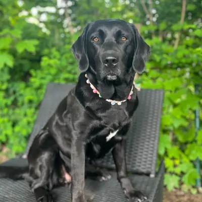Wurfplanung braun - schwarze Labradorwelpen duale Linie – Labrador Retriever Welpe, Bayern, Raised by LABBIS VON DER KASTANIENALLEE 
