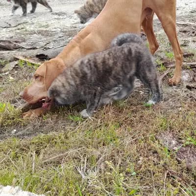 Galerie-Bild von Akitas von den Holledauer Hügeln in Bayern, mit Eindrücken unserer Akita-Zucht.