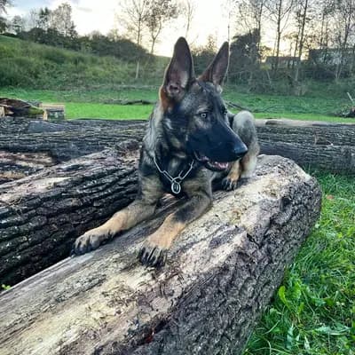 Bild aus Horand's Erbe  in , wo unsere Deutscher Schäferhund-Hunde in einer liebevollen Umgebung aufwachsen.