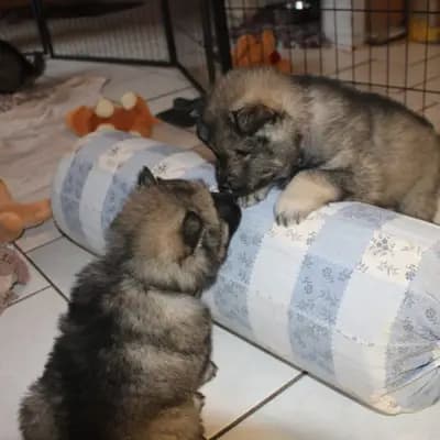Bild aus Eurasier vom Sitara  in Nordrhein-Westfalen, wo unsere Eurasier-Hunde in einer liebevollen Umgebung aufwachsen.
