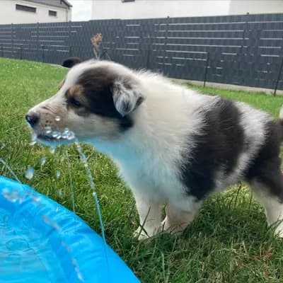 Bild aus Colliezucht 'Of Passion'  in Niedersachsen, wo unsere Collie (Langhaar)-Hunde in einer liebevollen Umgebung aufwachsen.