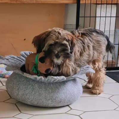 Galerie-Bild von Tibet Terrier vom verlorenen Tal in Nordrhein-Westfalen, mit Eindrücken unserer Tibet Terrier-Zucht.