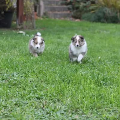 Bild aus Sarah's Dream Shelties & Collies in Bayern, wo unsere Shetland Sheepdog-Hunde in einer liebevollen Umgebung aufwachsen.