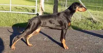 P-Wurf – Dobermann Wurf, Rheinland-Pfalz, Raised by Von der Sickingerburg