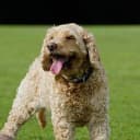 Foto der Rasse Cockapoo