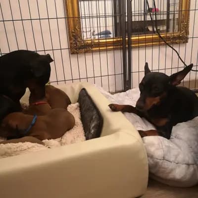 Bild aus Lowermillzwergpinscher  in Baden-Württemberg, wo unsere Zwergpinscher-Hunde in einer liebevollen Umgebung aufwachsen.