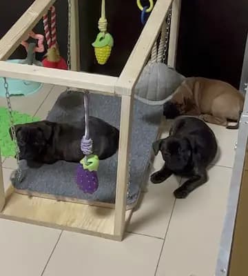 Galerie-Bild von MeinHeart Staff’s  in Sachsen, mit Eindrücken unserer Staffordshire Bull Terrier-Zucht.