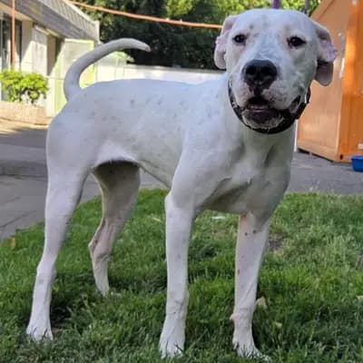Dora – dogo argentino